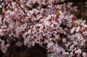 Pink blossoms in full bloom on fruit tree in the spring garden