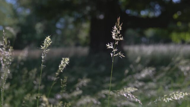 A tranquil summer landscape with emphasis on the texture and movement of wild grasses in the wind
