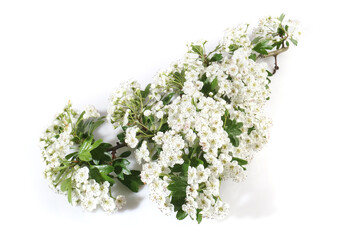 Hawthorn blossoms twig isolated on white background