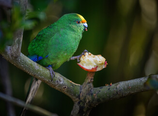 Orange-fronted parakeet eating an apple. North Island. New Zealand.