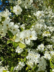 flowering bush in the park
