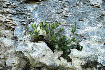A green bush grows on a stone