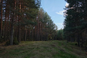 Dirt road in a pine forest