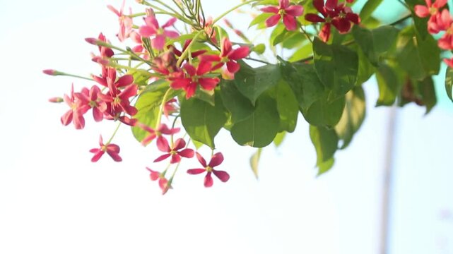 beautiful ragoon creeper flower blooming and wind blowing, (Madhumalati Vine) Combretum indicum known as the Rangoon creeper vine with red flower clusters beautiful flowers Blooming in summer season
