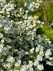 flowering bush in the park