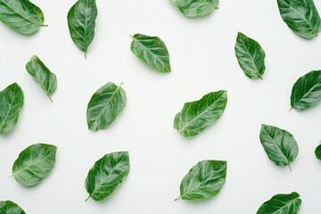 Obraz premium Fresh green leaves arranged on a white background