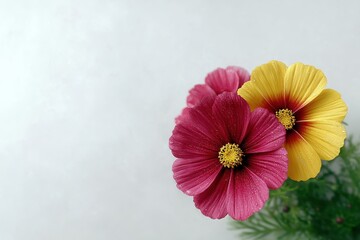 Glittering Pink and Yellow Cosmos Flowers on White Background