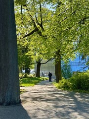 alley in the botanical garden