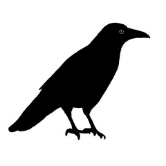 Crow silhouette standing on the ground