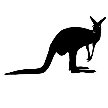 recommend clip art: Kangaroo silhouette in alert pose
                    
                    