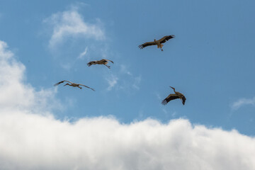 Four storks fly in loose formation against a blue sky with white clouds. The image conveys a sense of space and freedom of flight.