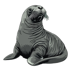 sea ​​lion, animal, vector, transparent background, sea, mammal, wildlife, ocean, sealion, isolated, nature, marine, beach, zoo, fauna, pattern