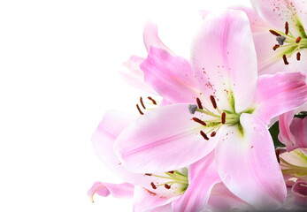 Pink flower lily isolated