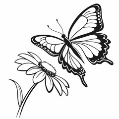 black and white butterfly