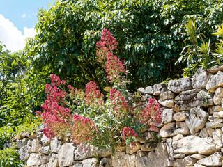 Valeriana rubra - Red valerian or kiss-me-quick with lush green oval and lanceolate leaves and clusters of deep pink flowers growing atop old stone wall