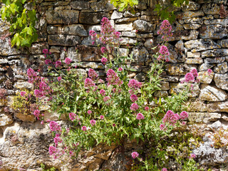 A bushy spreading branched red valerian (Valeriana rubra) with star-shaped small pink...