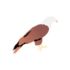 Eagle no face vector illustration in simple color fill style, featuring a majestic bird of prey in side profile. Editable EPS for wildlife, nature, and graphic design use.