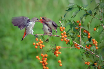 Sun-bird (Nectarinia jugularis) Female feeding new born chicks on branch, Sun-bird feeding,...