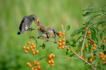 Sun-bird (Nectarinia jugularis) Female feeding new born chicks on branch, Sun-bird feeding,...