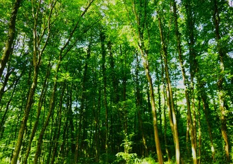 Obraz premium Big trees high in the sky in deep green forest nature background