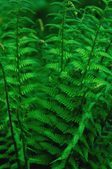 A seamless natural background featuring young green fern leaves arranged in a perfect organic pattern, ideal for botanical or eco-friendly design themes. 