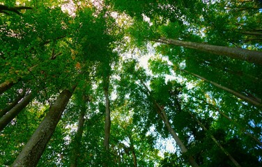 Obraz premium Big trees high in the sky in deep green forest nature background