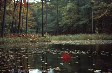 Autumnal still life. Red leaf floats on a placid woodland pool
