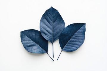 Three deep indigo leaves arranged on white background