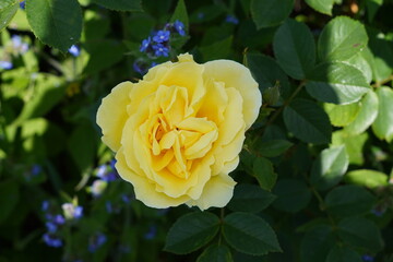 beautiful flower head of yellow rose. summer bloom floral background. 