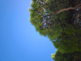 Pine and sky, Adriatic sea, Croatia