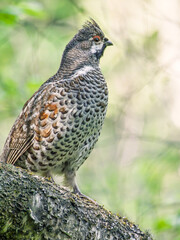 Male hazel grouse perching on a mossy hillock in the forest