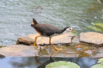 Grey and White Bird - White-breasted waterhen (Amaurornis phoenicurus) crossing a stream. Note the extended yellow legs, as well as its feet.