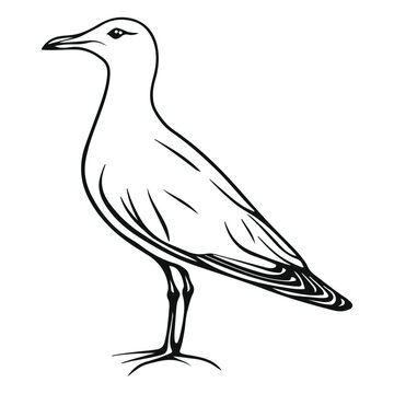 seagull, animal, vector, transparent background, wing, feather, freedom, wildlife, beak, nature, cute, isolated, sea gull, wings