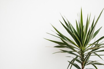 Obraz premium Green plant against white wall