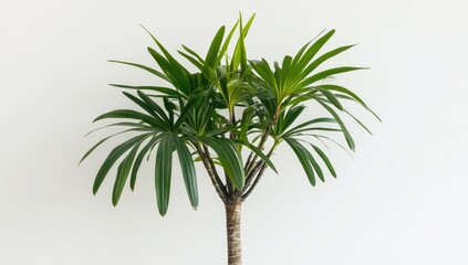 Obraz premium Small palm plant against white wall