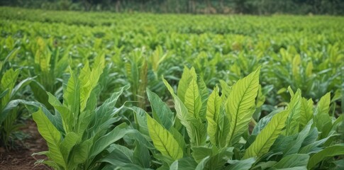 Obraz premium Close-up of vibrant green tobacco plants in a Vinales field, cigar, tobacco