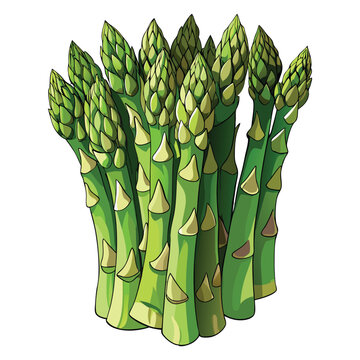recommend clip art: Asparagus clipart on white background