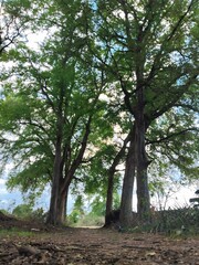 trees in the forest and beautiful location.
