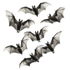 Bats flying in the dark sky isolated on transparent background