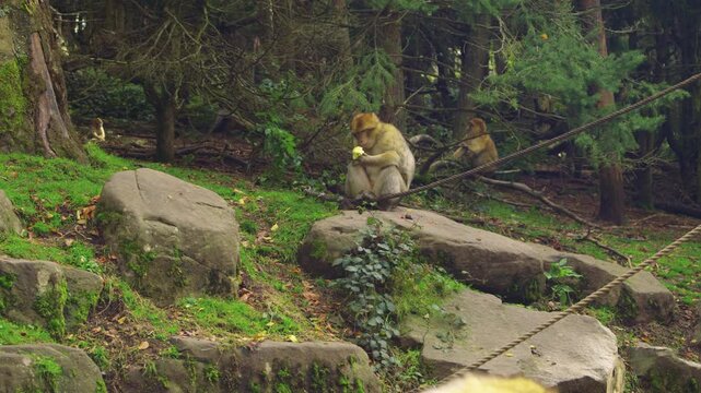 A group of Barbary macaques in their natural habitat, sitting, eating and walking around. Large fluffy monkeys sit, eat and walk around lush green forest.