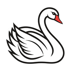 black swan on white background