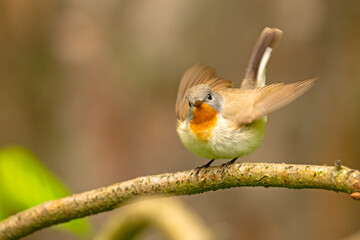 Muchołówka mała (Ficedula parva)