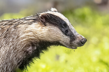 European badger foraging at night