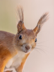 Red Squirrel Portrait on Light Background