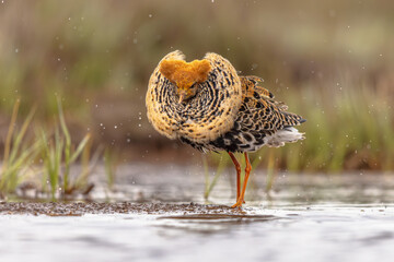 Ruff bird graciously displaying at lek