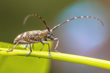 Pine Sawyer Beetle seen from Front