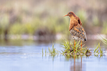 Ruff bird is displaying at lek