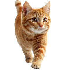 Obraz premium A ginger cat walking forward isolated on transparent background