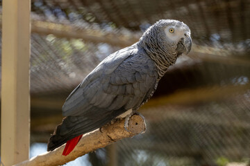Close-up of an African grey parrot perched on a branch with soft natural background. Captivating detail and vibrant plumage.