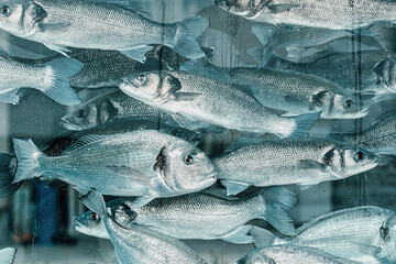 Fresh sea bass swimming gracefully in a vibrant fish tank, showcasing the beauty and diversity of marine life in stunning detail